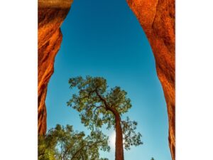 Uluru's desert Flora