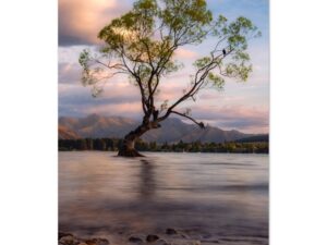 The Wanaka Tree