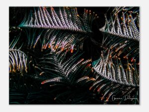 Feather stars