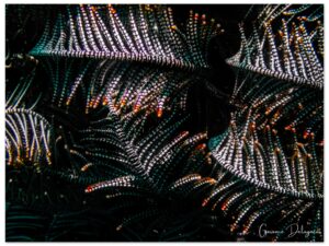 Feather stars