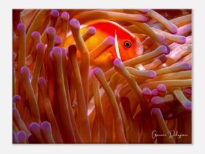 Clownfish